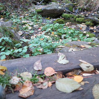 Leaves on evenly spaced wooden planks.