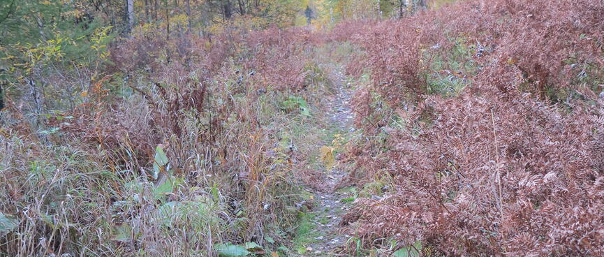 Red shrubs flank the trail.