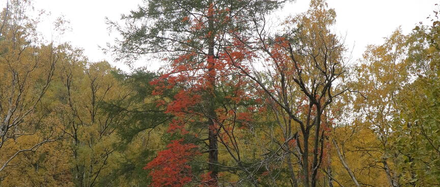 In a sea of green, a single tree has red leaves, and white shrubs carpet the ground below.