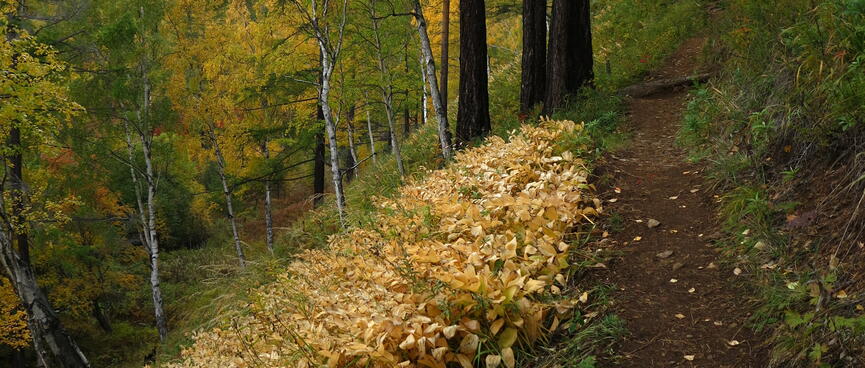 A shallow grove of yellow leaved plants.