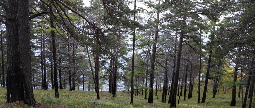 Dark brown tree trunks rise from green grass.