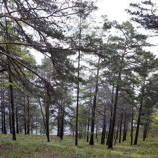Dark brown tree trunks rise from green grass.