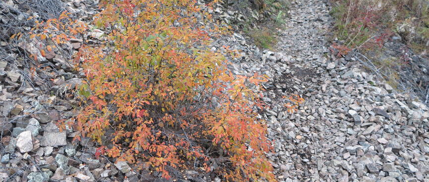 A small shrub with orange leaves.