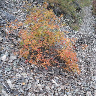 A small shrub with orange leaves.