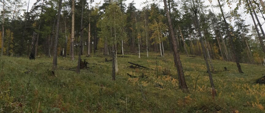 A grassy hillside is sparsely covered with trees.