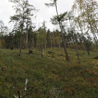A grassy hillside is sparsely covered with trees.