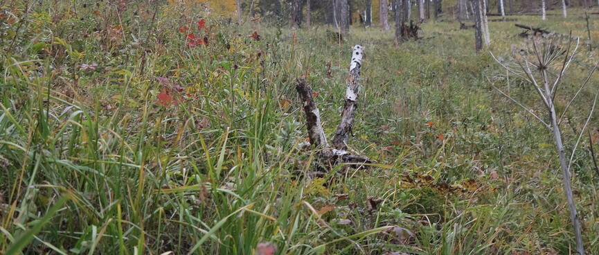 Close-up of grass on the hillside.