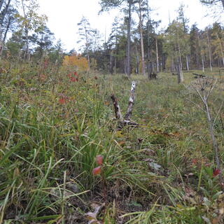 Close-up of grass on the hillside.