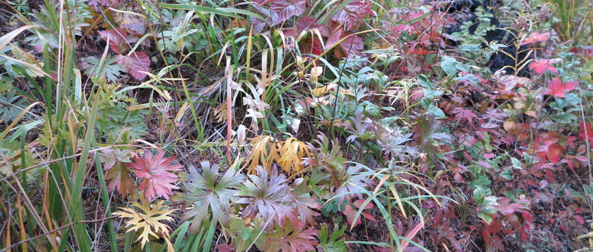 Red and green leafs, reminiscent of flat leaved parsley.