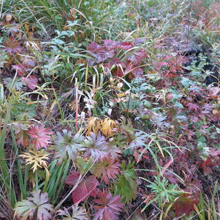 Red and green leafs, reminiscent of flat leaved parsley.