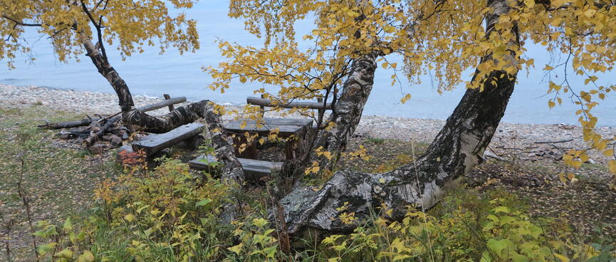 Seats under a yellow tree.