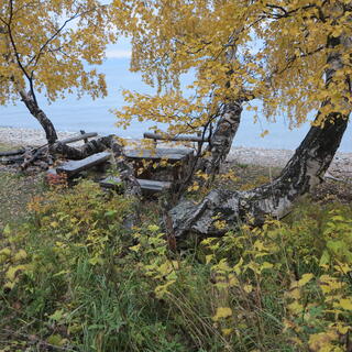 Seats under a yellow tree.