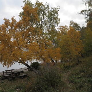 The walking trail runs parallel to the beach.