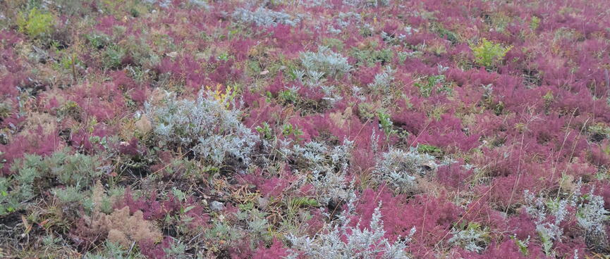 Red shrubs run up the hillside.