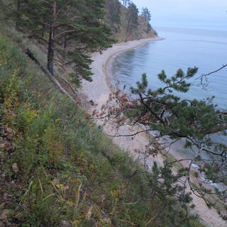 Trees run all the way down to the beach.