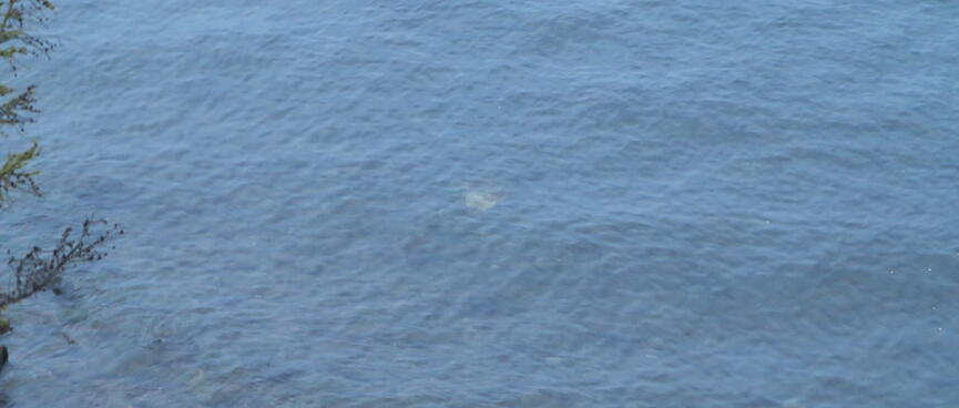 Silver shapes below the waterʼs surface.