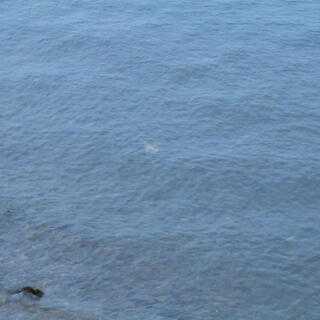 Silver shapes below the waterʼs surface.
