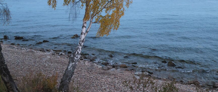A tree leans out over a pebbled beach.