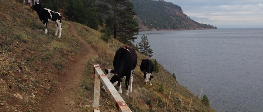 Cows graze on the hillside, next to the trail.