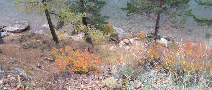 Looking down over spiky plants to the rocks below.
