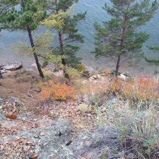 Looking down over spiky plants to the rocks below.