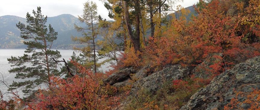 Red, orange, green and yellow trees and shrubs.
