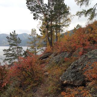 Red, orange, green and yellow trees and shrubs.