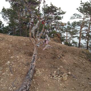 A denuded tree is adorned with colourful ties and a pile of coins.