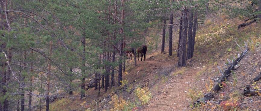 Several horses are visible through the trees.