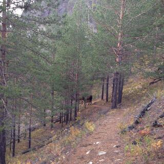Several horses are visible through the trees.