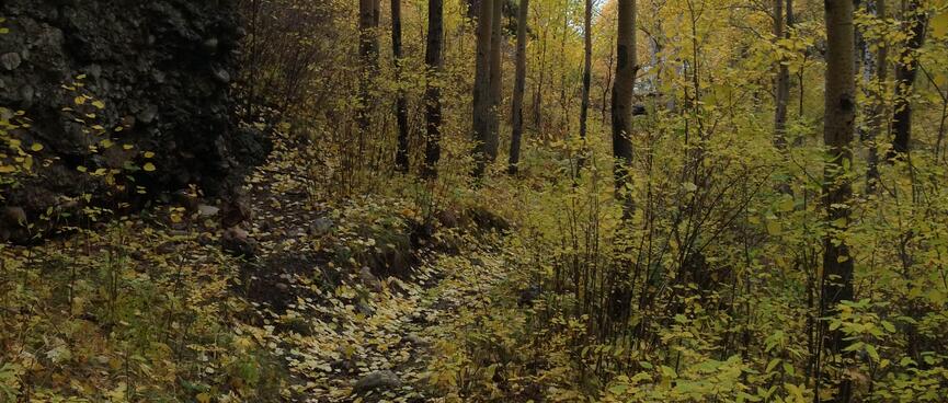 Green leaves abound, on the trail and in the trees.