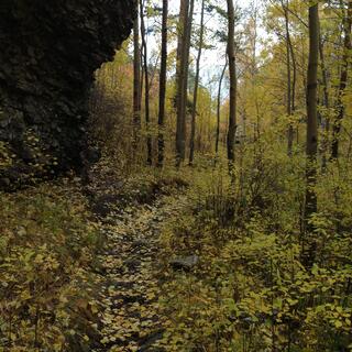 Green leaves abound, on the trail and in the trees.