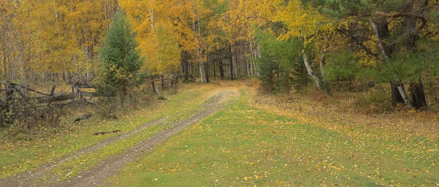 The path leads into the forest.