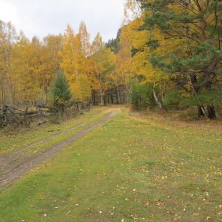 The path leads into the forest.