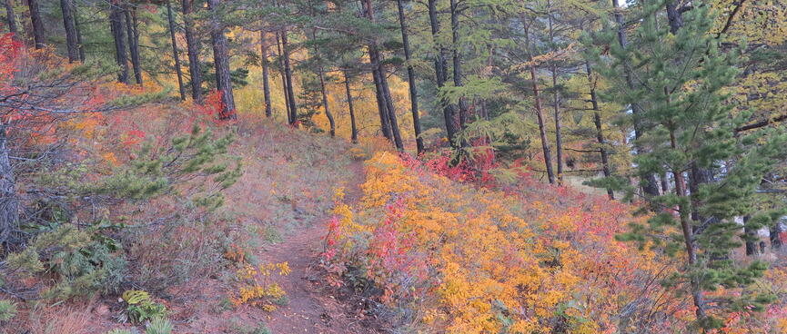 Red, yellow and green flora.
