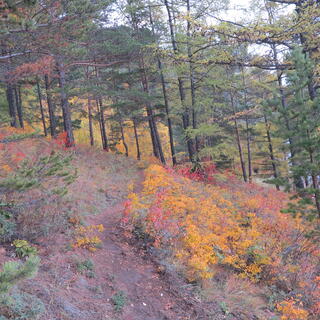 Red, yellow and green flora.