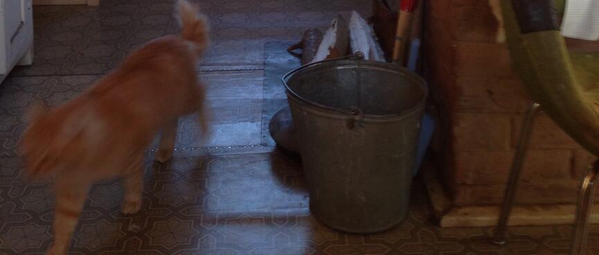 Cat in the kitchen.