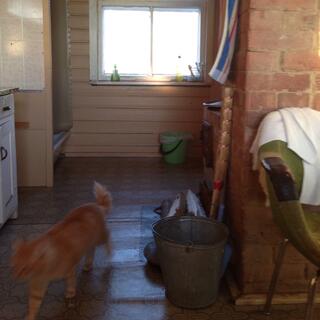 Cat in the kitchen.