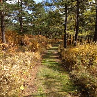 Back into the forest.