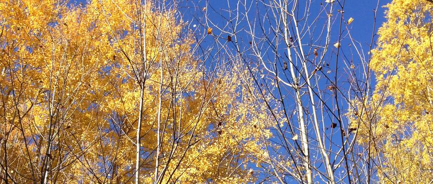 Yellow trees.