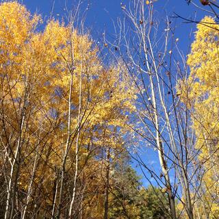Yellow trees.