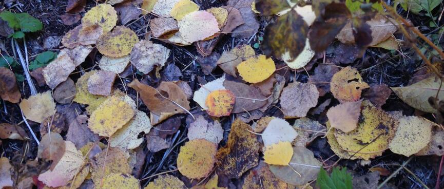 More lush leafy trails.