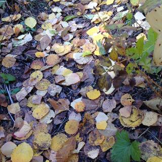 More lush leafy trails.