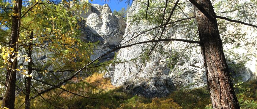 Rocks rising out of the shrubbery.