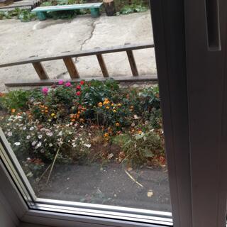 Flower friendly.