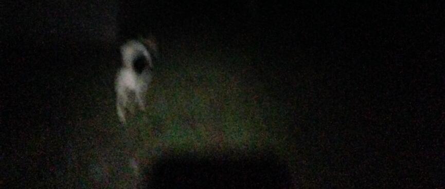 The friendly husky.