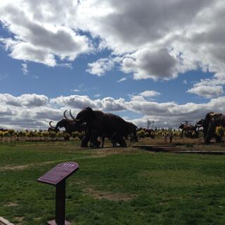 An outdoor park is filled with life-sized mammoth sculptures.