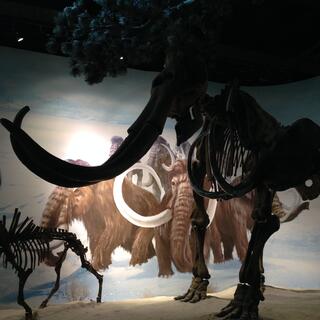 Large skeletons contrast with a backdrop showing painted mammoths.