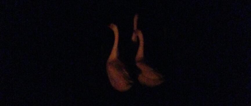Three geese wander past in the dark.