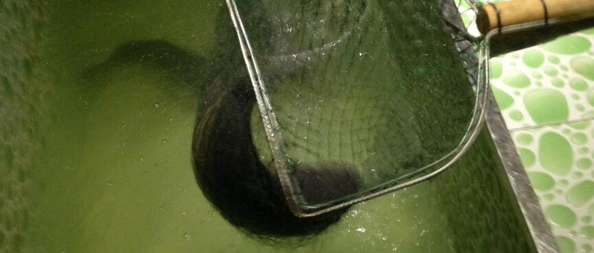A fish writhes in a net, held above a bath filled with green tinged water.